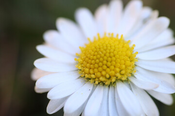Close up of spring daisies in the garden in the afternoon