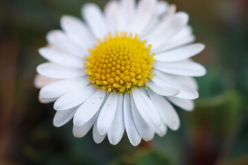 Fototapeta premium Close up of spring daisies in the garden in the afternoon
