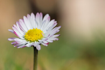 Obraz premium Close up of spring daisies in the garden in the afternoon