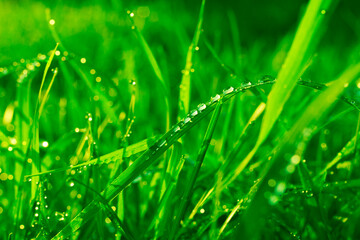 natural background of bright fresh green summer grass. morning dew on green grass leaves