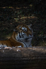 In the wild, the tiger spends a lot of time hunting, because on average only every tenth attack is successful. The big cat sneaks up and tries to overpower the victim by jumping from behind.
