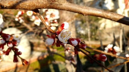 Flower on the branch of a blooming tree in spring, blooming flower on branch, close-up flower view