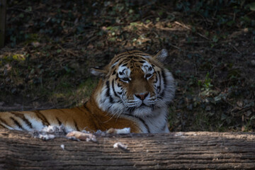 Around 1940 the Amur tiger was practically extinct. Only 50 animals lived in the area north of Vladivostok in what was then the Soviet Union.