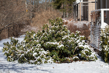 Green bushes of Rhododendron maximum covered with snow