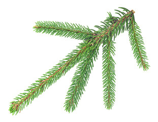 Closeup of green fir branch isolated on a white background