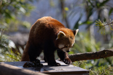 To drink, the red panda dips its paw in a puddle or stream and then licks the water off its paw. He...