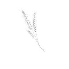 detailed sketch of a spikelet of wheat. idea for a tattoo