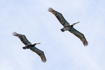 Obraz premium vulture in flight