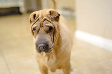 Closeup shot of a sharpey in an apartment © Skyview/Wirestock Creators