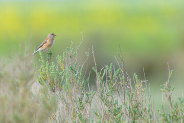 Common linnet (Linaria cannabina) perched on bush with yellow wild mustard growing in background field