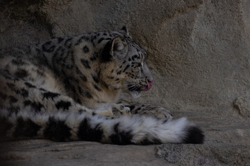 Since the prey density is low in the extreme regions of the high mountains, it is estimated that...