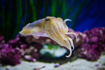 Shallow focus of a cuttlefish with blurred plants underwater