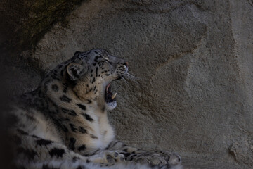 The snow leopards (like the Siberian tiger) are record holders of all cats. Their uniqueness is...