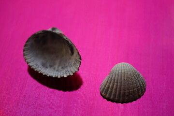 Two grey seashells on an vivid pink table