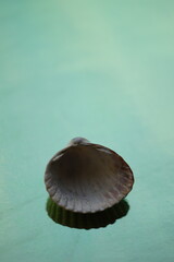 Grey seashell on a pale green table. Art card