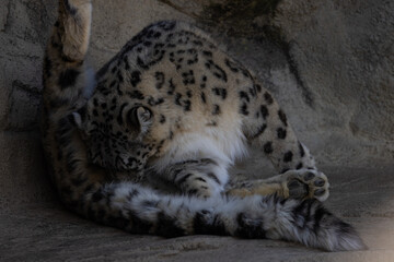 Snow leopards eat their prey while crouching, as do small cats. Tigers and lions, on the other...