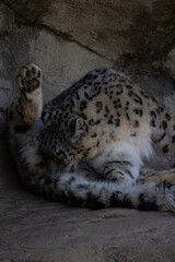 Snow leopards eat their prey while crouching, as do small cats. Tigers and lions, on the other hand, usually lie in front of their prey and hold it with their paws.