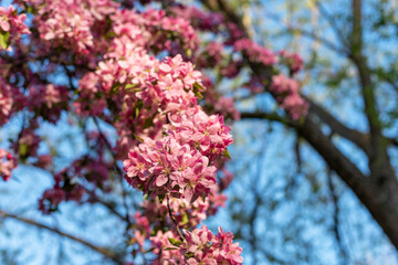 Pink flowering tree in the park against the blue sky. Spring background