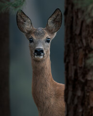 Vertical shot of a baby deer in the forest looking right into the camera