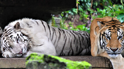 White tiger and an orange tiger in a forest
