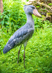 The shoebill (Balaeniceps rex) also known as whalehead, whale-headed stork, or shoe-billed stork