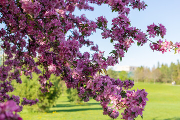 Obraz premium Pink flowering tree in the park against the blue sky and green grass. Spring background.