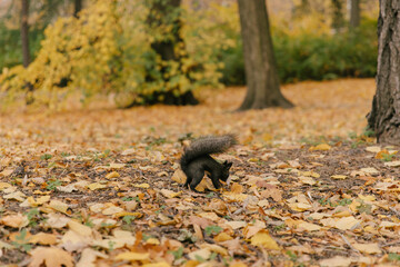 A black squirrel with a nut in its teeth, running on yellow leaves in a public park. Feeding animals. Winter supplies. Autumn background