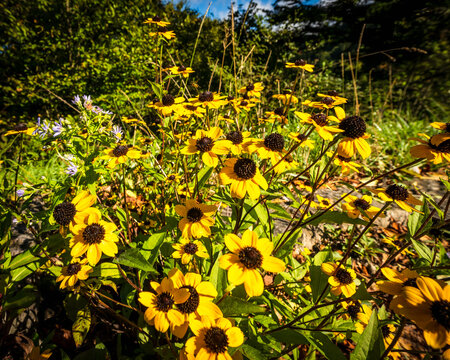 Bright Yellow Appalachian Sunflowers In Beautiful Sunlight