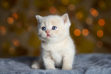 Beautiful shot of a white British shorthair kitten - obrazy, fototapety, plakaty