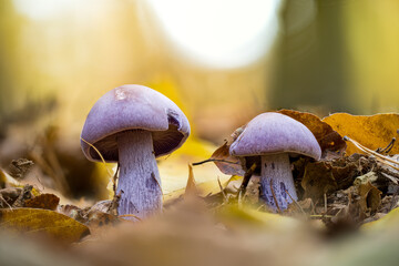 Closeup shot of Lepista nuda in a forest during the day