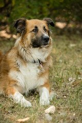 Portrait of northern breed dog in the park