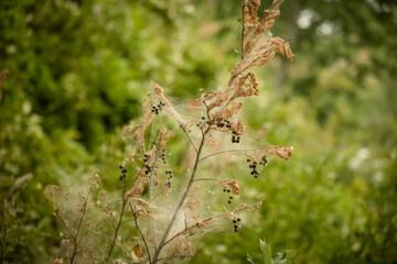 Macro of beautiful spiderweb on the branches of a bush