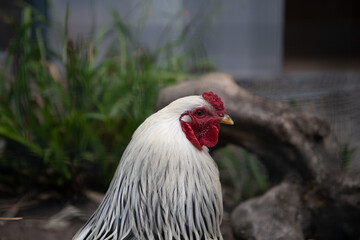 Closeup shot of a cock on the blurry background