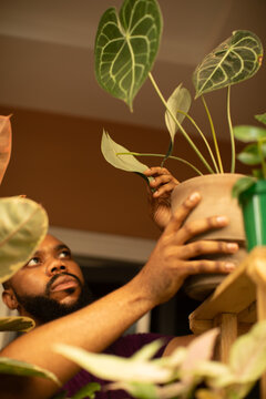 Portrait of a black gardener arranging his plant nursery at home 