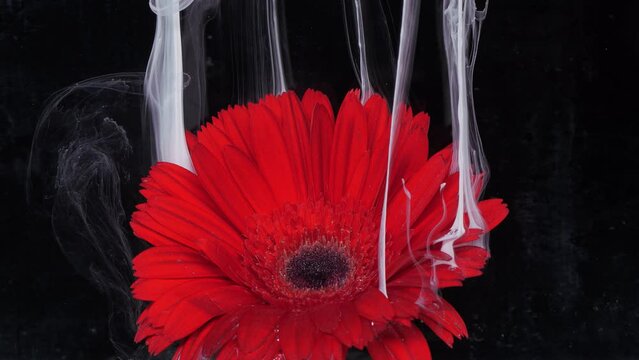 Living flower of red gerbera in streams of water-soluble paint.