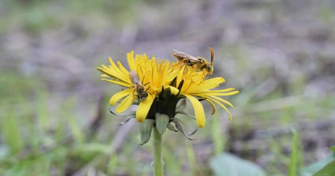 Abeilles sauvages sur une fleur
