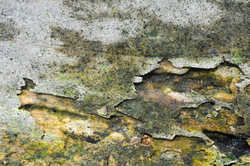 the surface of the porous wooden plank