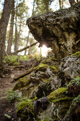 Sunlight filters through an old growth forest