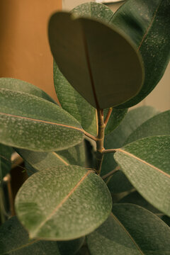 Dusty plants that need watering 