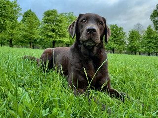 Brown labrador dog on a green meadow