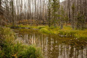Calm river mirrors a burnt mountain forest