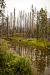 Fototapeta na wymiar Calm river mirrors a burnt mountain forest