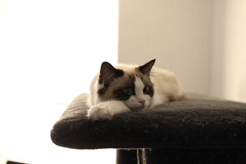 Portrait of an adorable Ragdoll cat lying on a sofa with a blurry background
