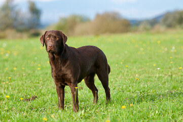 Brown labrador dog on a green meadow