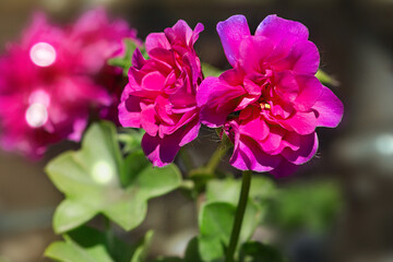 Fototapeta premium rośliny i kwiaty w ogrodzie rosnące naturalnie w blasku słońca