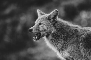 Grayscale closeup shot of a growling Saarlooswolfdog