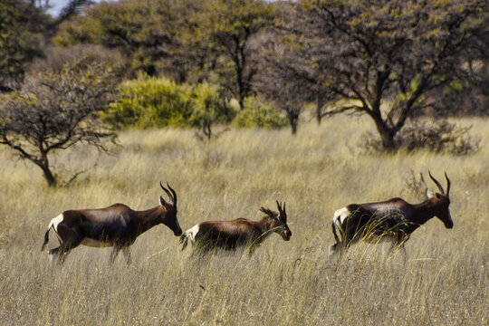 Closeup shot of three tsessebes running in the forest