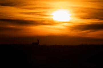 Beautiful spring sunset with roe deer silhouette