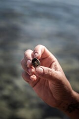 Sea Suprise Shell