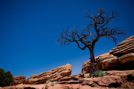 Lonely dead tree against the blue sky, Canyon de Chelly National Monument, Tsaile, Arizona, USA.
